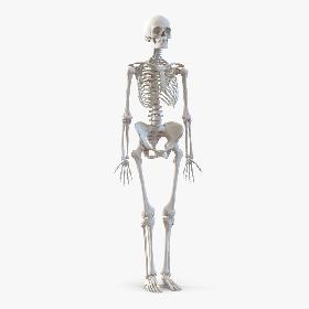 Human Female Skeleton